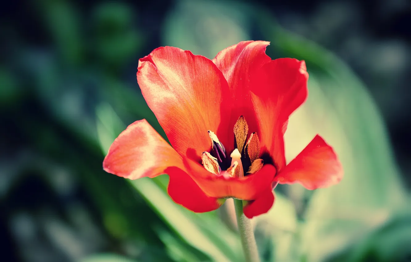 Photo wallpaper macro, flowers, red, bright, petals, tulips, al