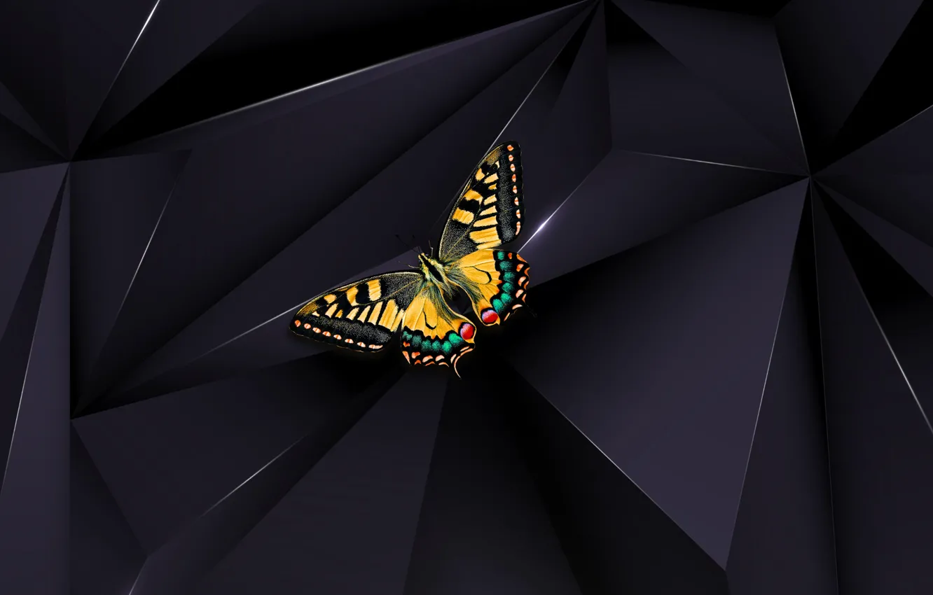 Photo wallpaper butterfly, macro, black background, insect