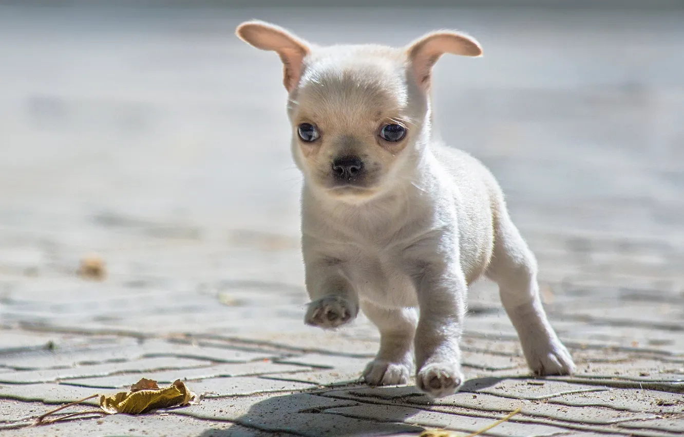 Photo wallpaper baby, puppy, Chihuahua