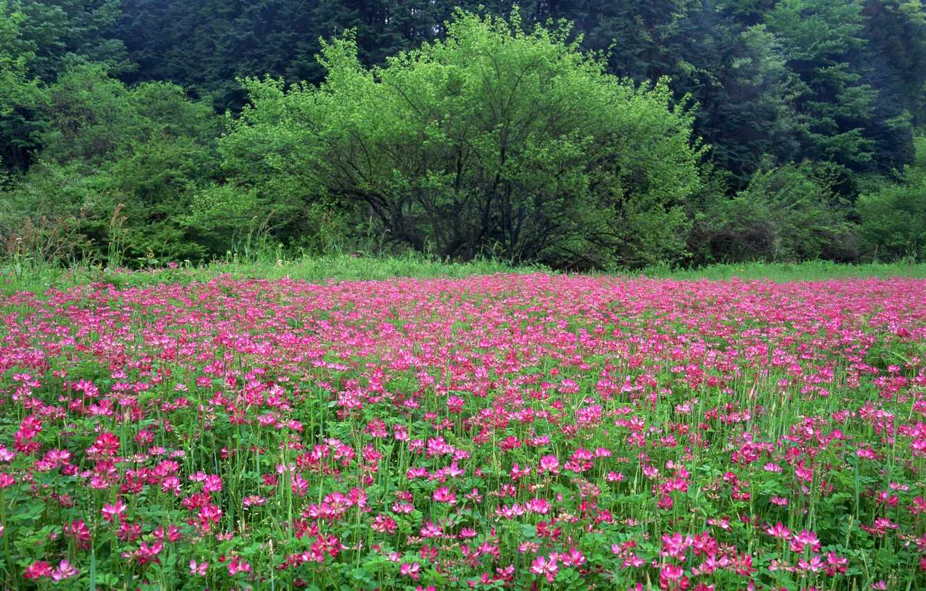 Photo wallpaper field, forest, trees, flowers