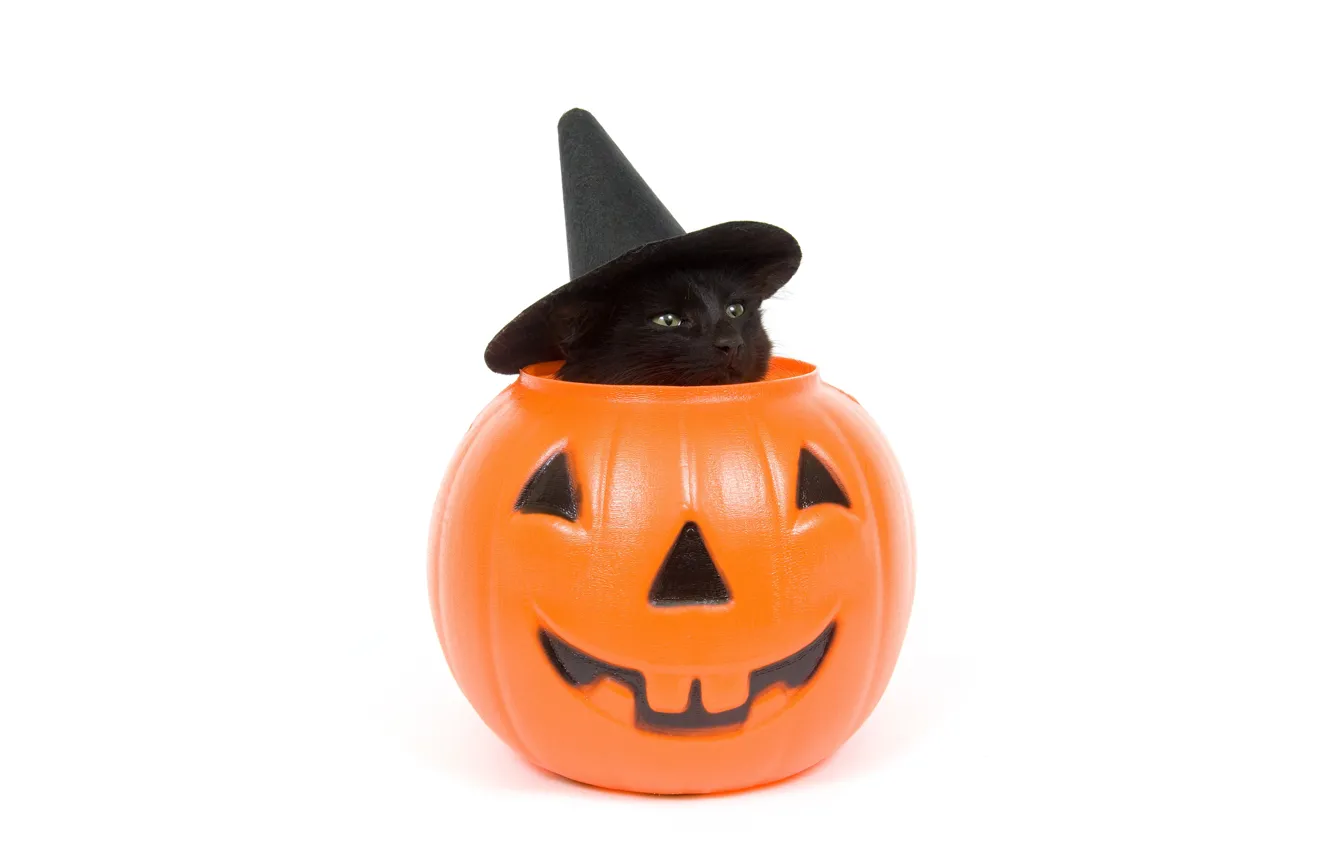 Photo wallpaper cat, cat, holiday, black, hat, muzzle, white background, Halloween