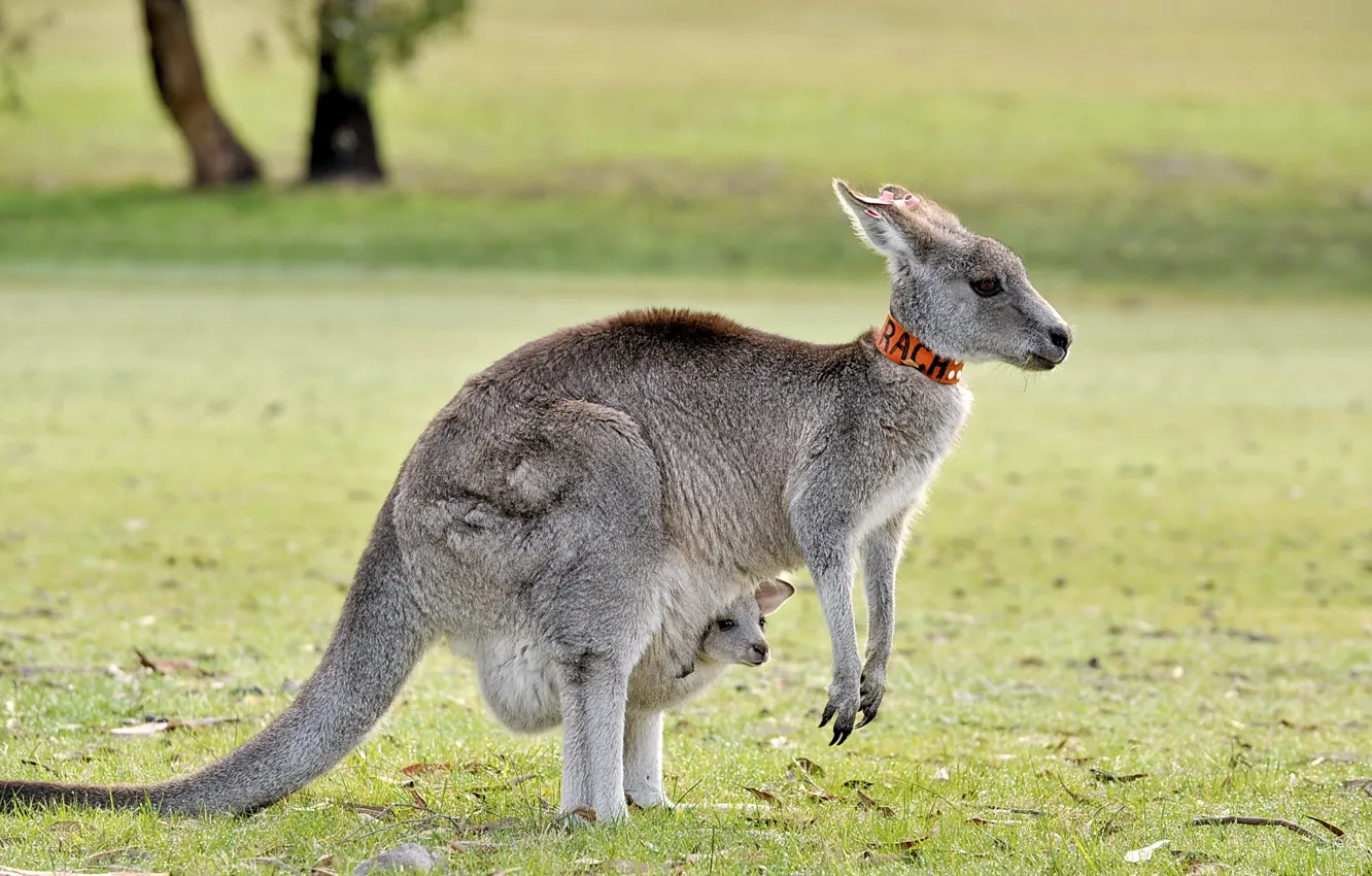 Photo wallpaper nature, background, kangaroo