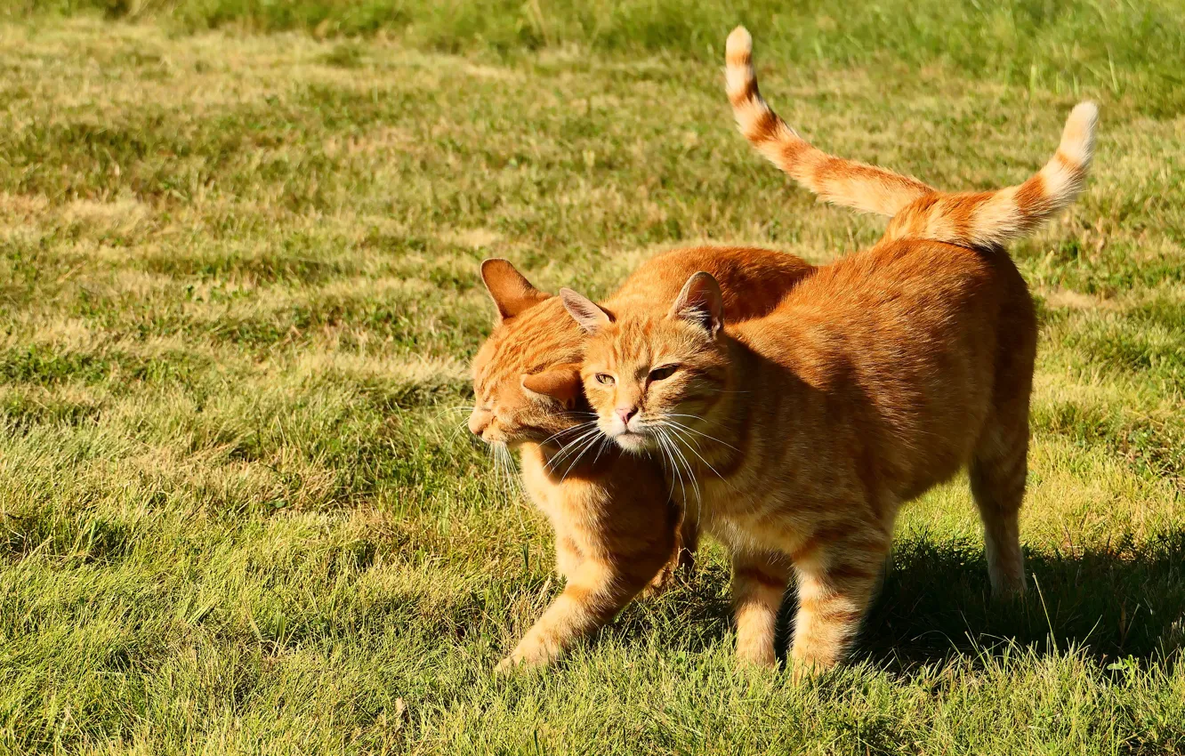Photo wallpaper grass, cats, cats, red, friends, tails