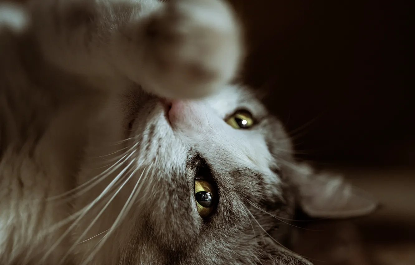 Photo wallpaper eyes, cat, legs