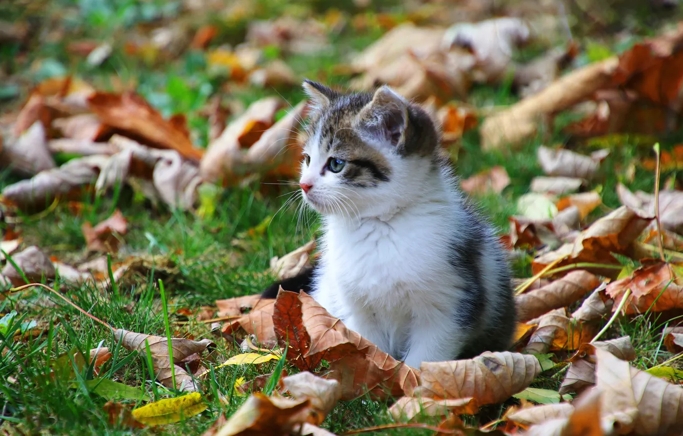 Photo wallpaper autumn, cat, grass, cat, look, face, leaves, background