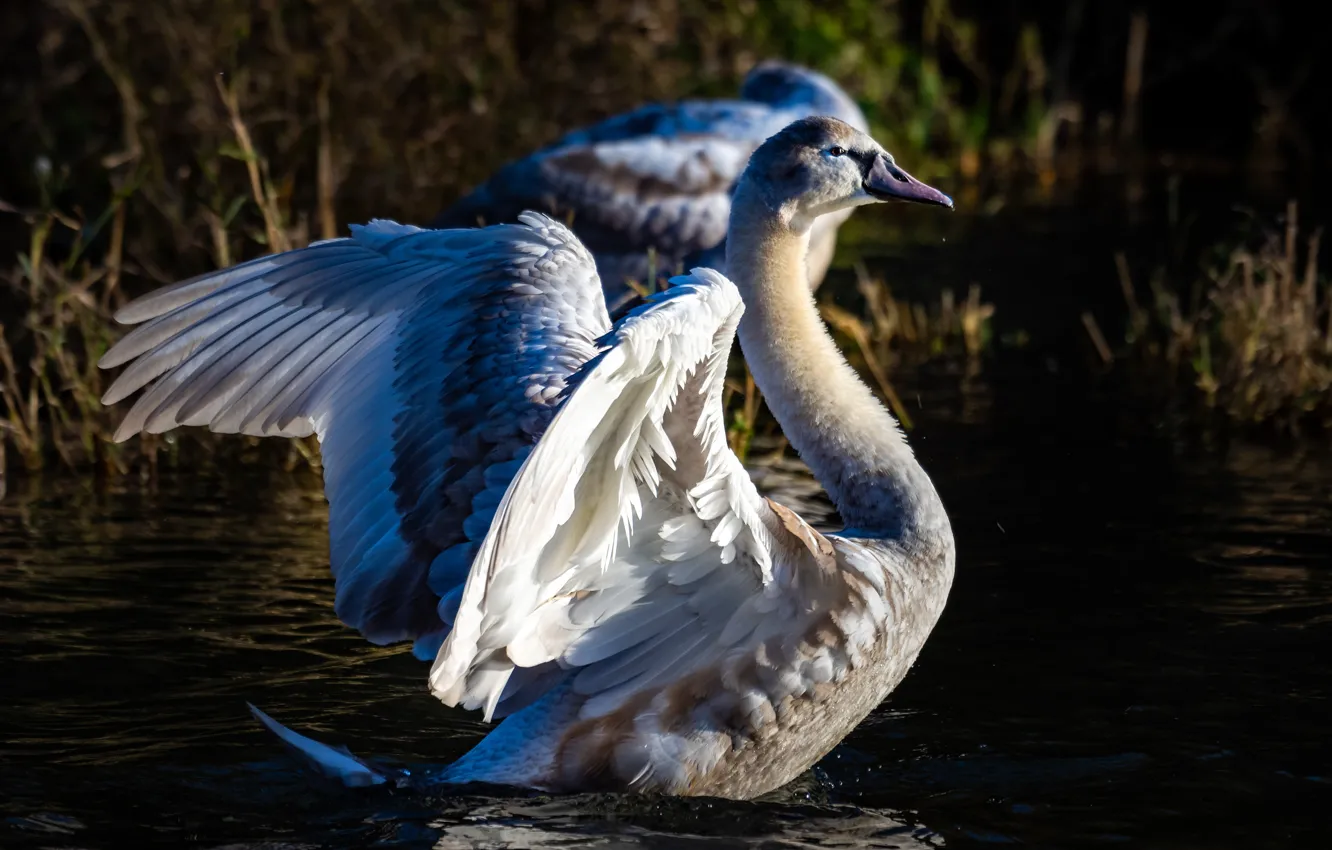 Photo wallpaper light, pose, the dark background, bird, wings, feathers, Swan, pond