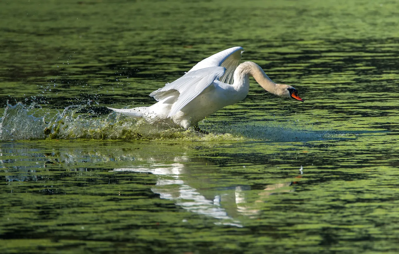 Photo wallpaper white, water, squirt, bird, Swan, the rise, pond, flap