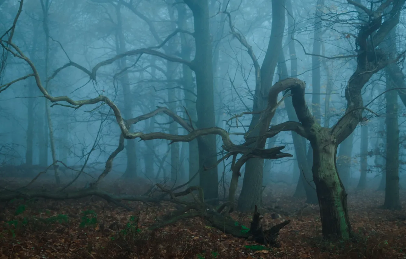 Photo wallpaper forest, trees, nature, fog, UK, United Kingdom, Toby Cunningham