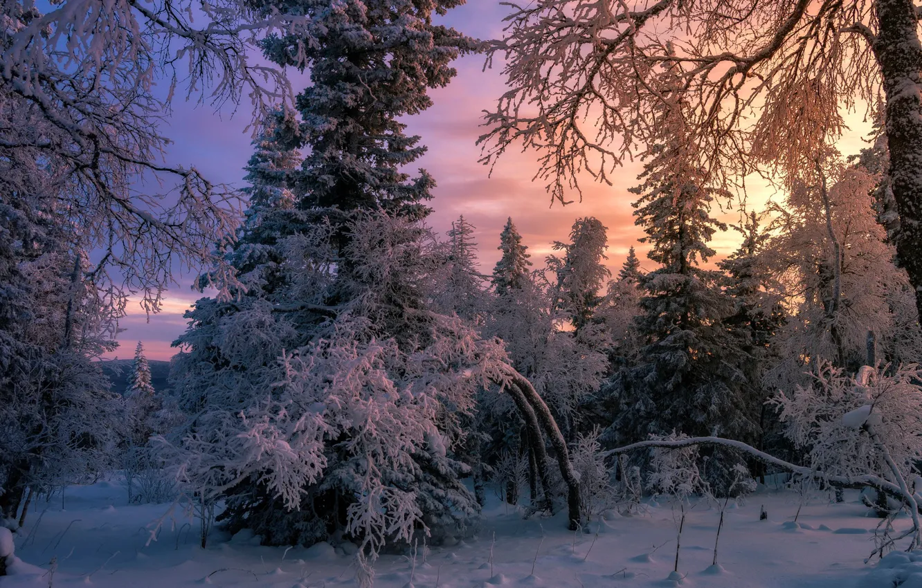 Photo wallpaper forest, snow, tree