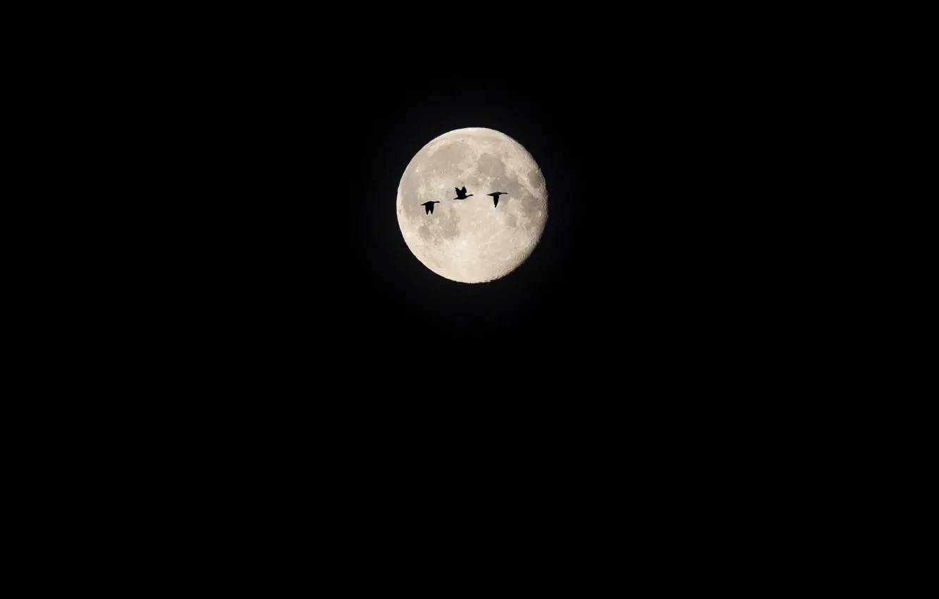 Photo wallpaper night, bird, the moon