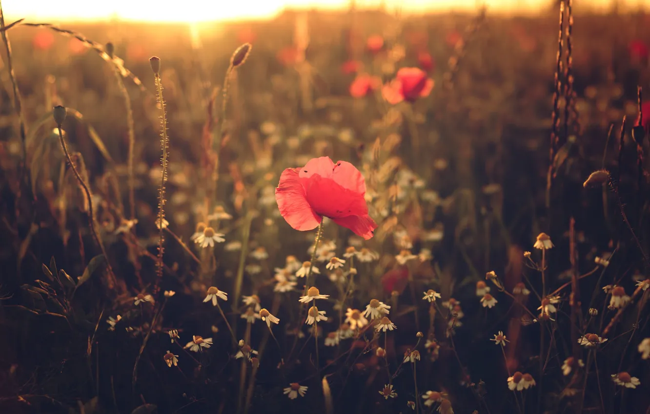 Photo wallpaper field, summer, the sun, light, flowers, red, nature, glade
