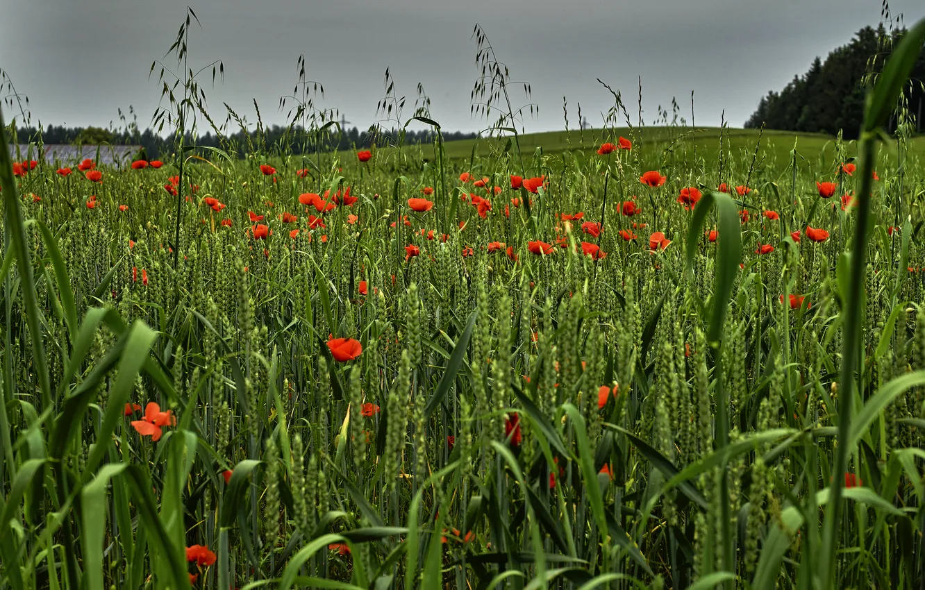 Photo wallpaper field, summer, landscape, flowers, red, nature, Maki, meadow
