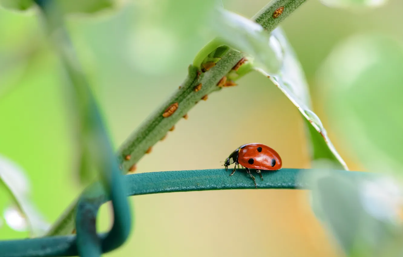 Photo wallpaper leaves, macro, mesh, the fence, ladybug, beetle, stem, bokeh