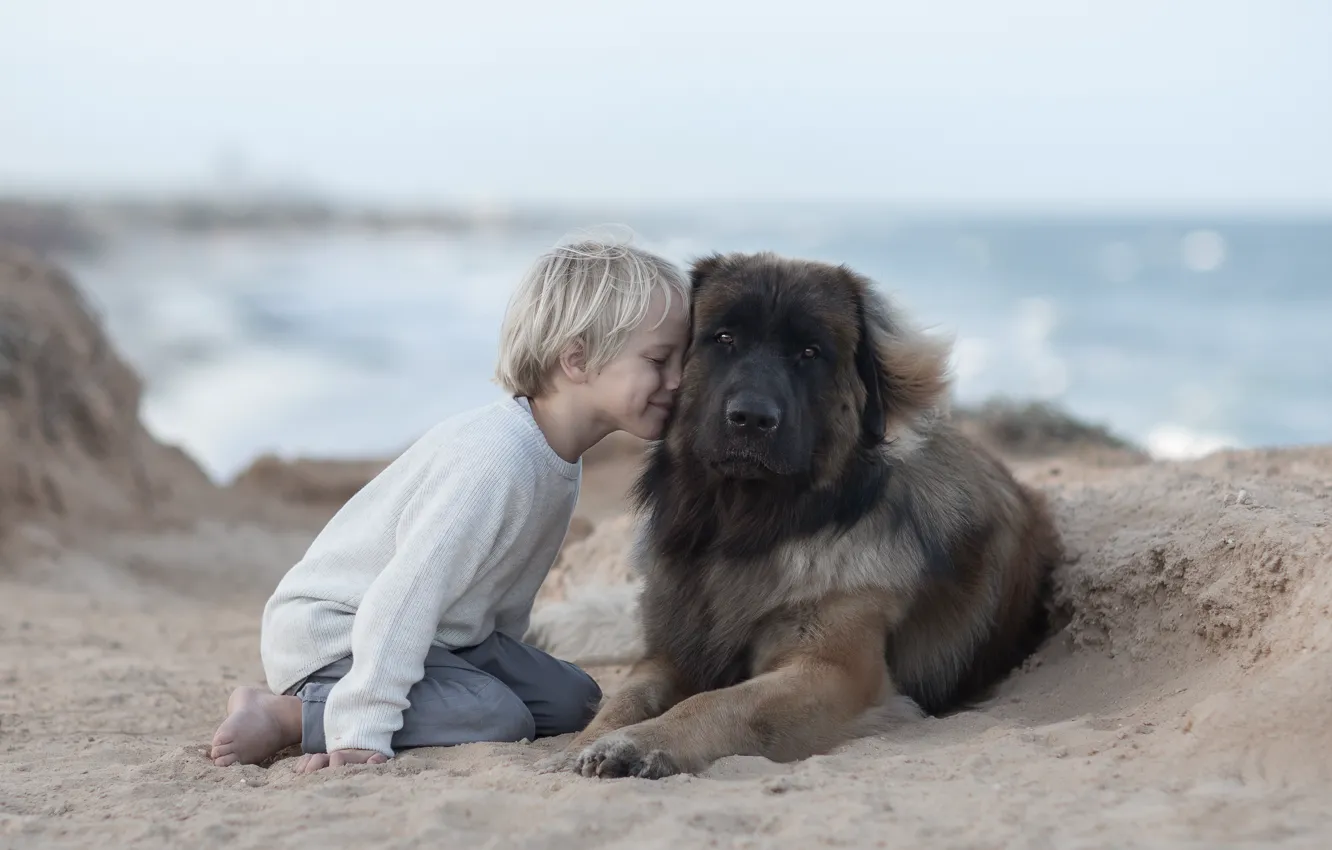 Photo wallpaper sand, mood, dog, boy, friendship, friends, dog, Leonberger
