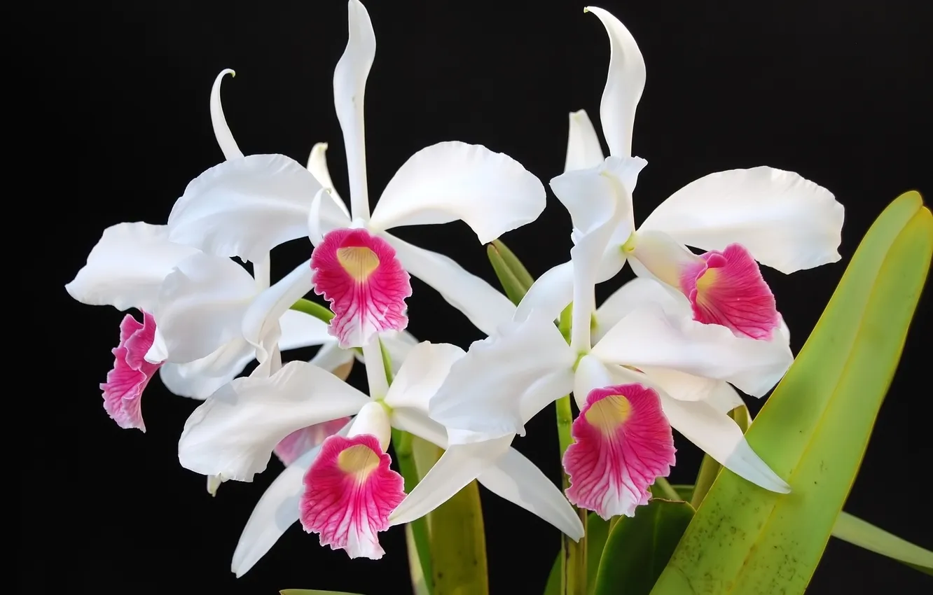 Photo wallpaper flowers, Orchid, pink and white