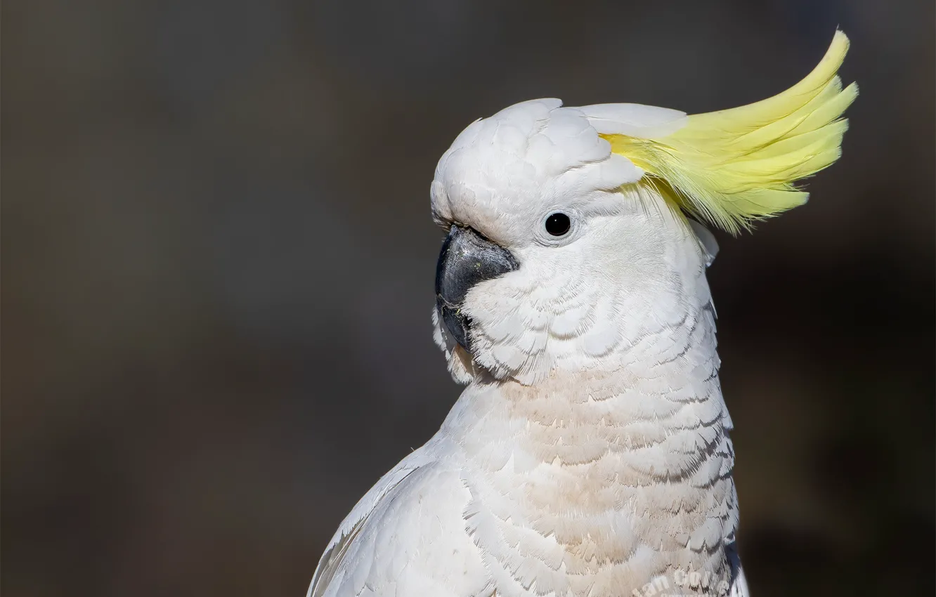 Photo wallpaper white, look, background, bird, portrait, parrot, crest, cockatoo