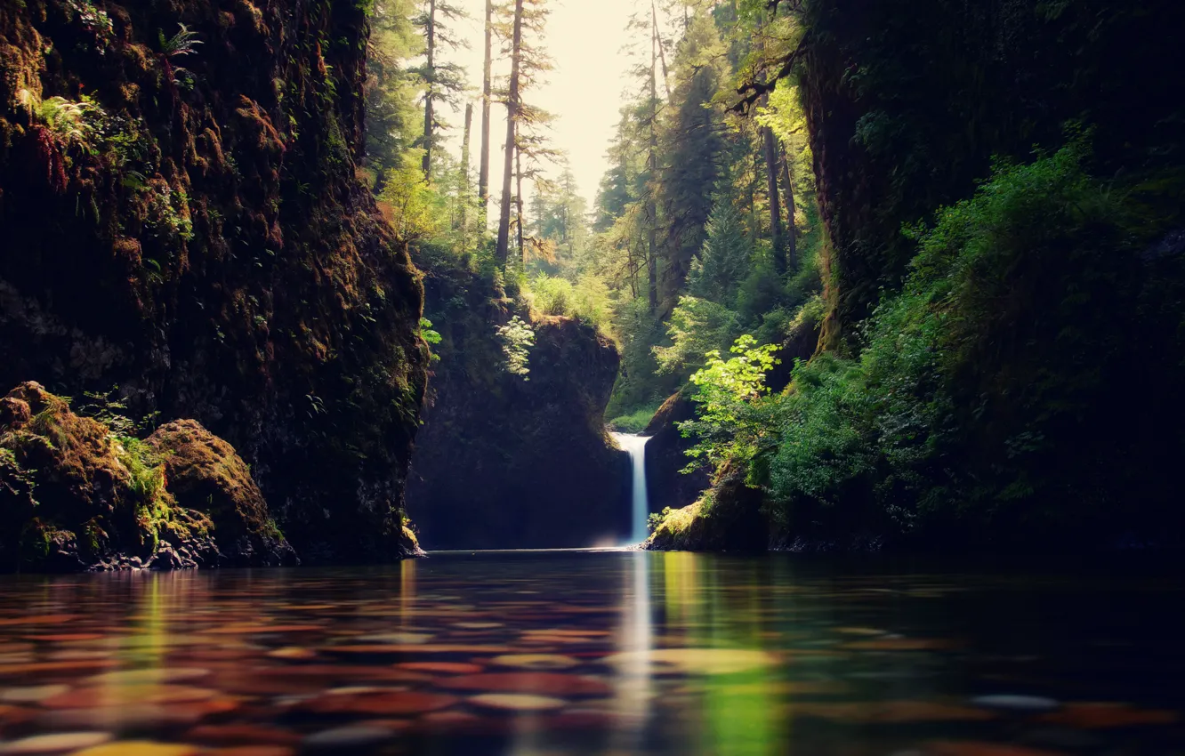 Photo wallpaper forest, water, nature, stream, waterfall