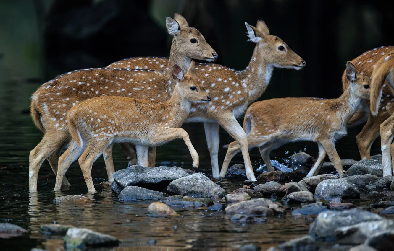 Photo wallpaper nature, animal, deer, the herd