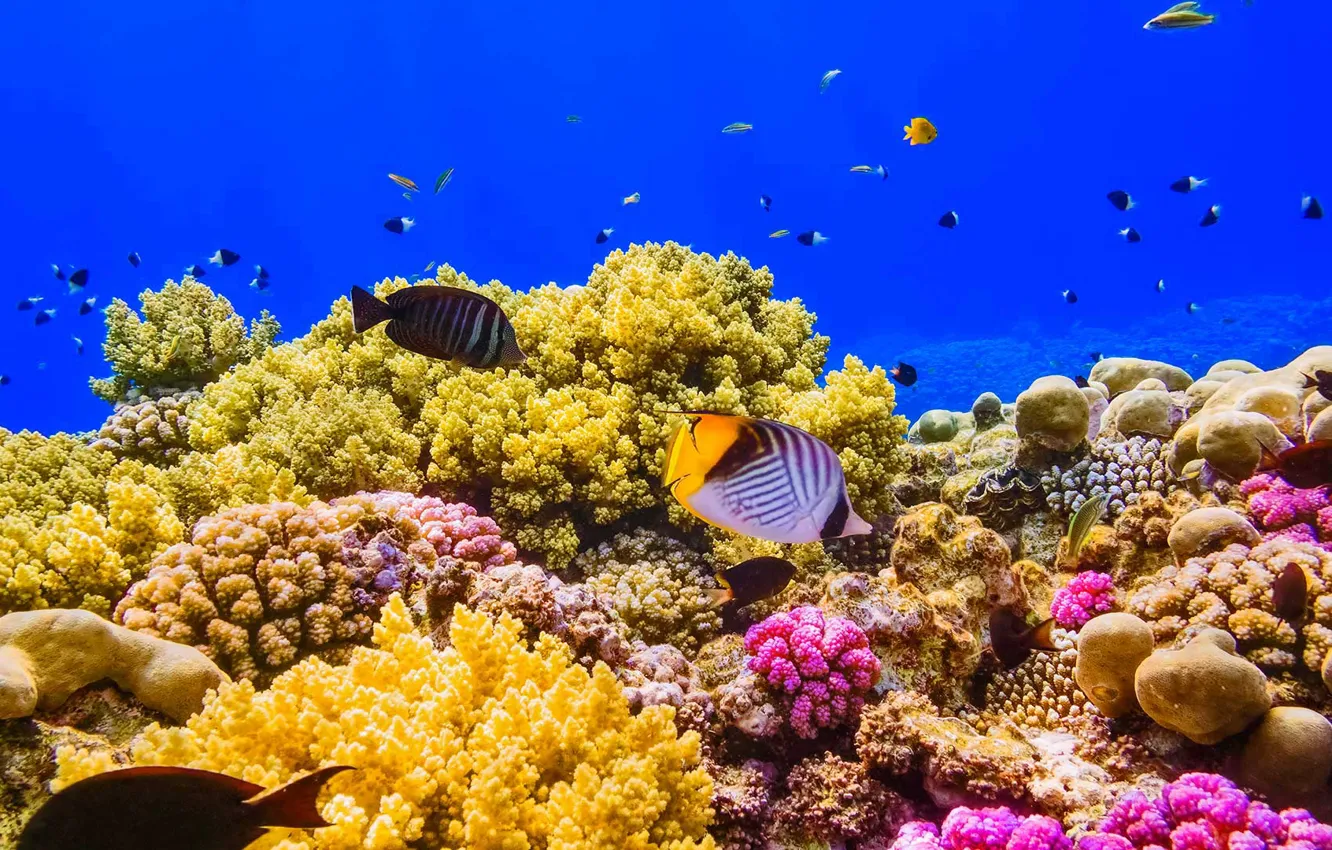 Photo wallpaper paint, fish, Egypt, The red sea, coral reef