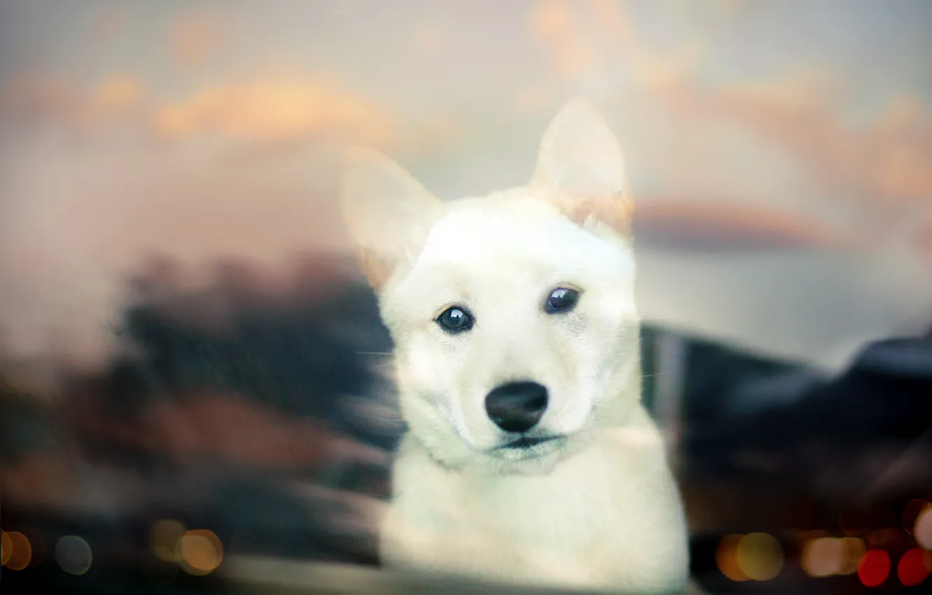 Photo wallpaper look, dog, puppy, white, puppy, bokeh, Shiba Inu