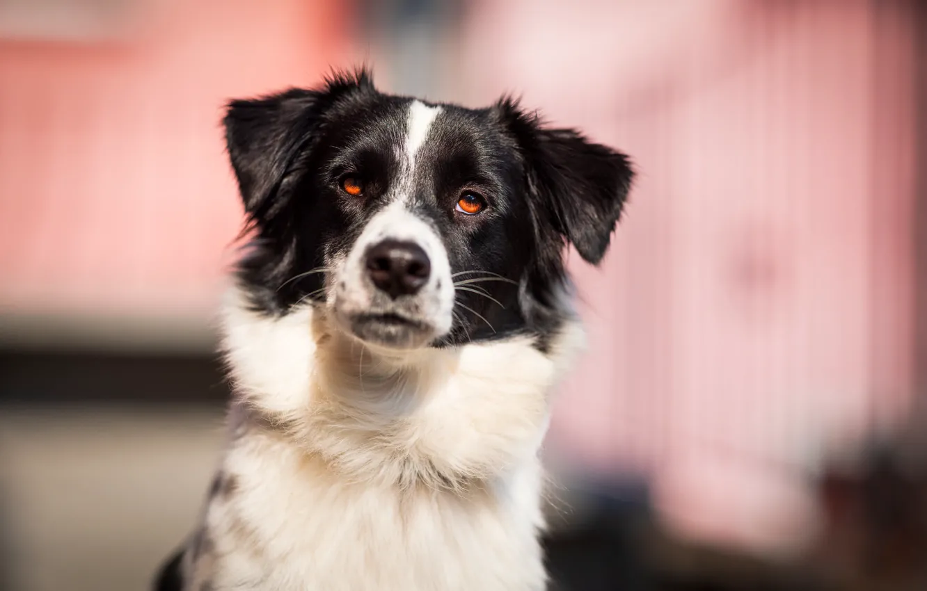 Photo wallpaper look, face, light, background, portrait, dog, black and white, bokeh