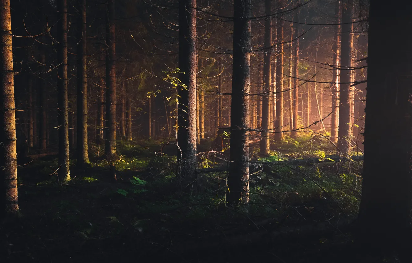 Photo wallpaper forest, light, trunk, pine