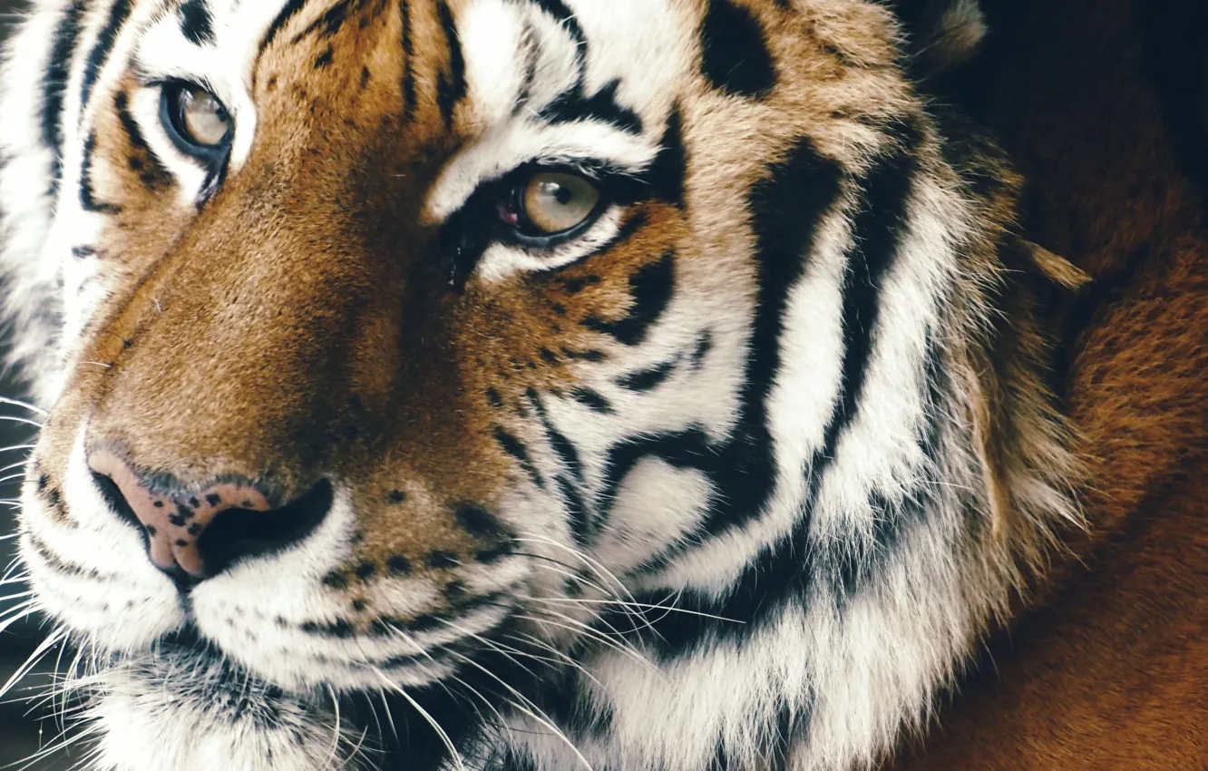 Photo wallpaper look, face, tiger, predator