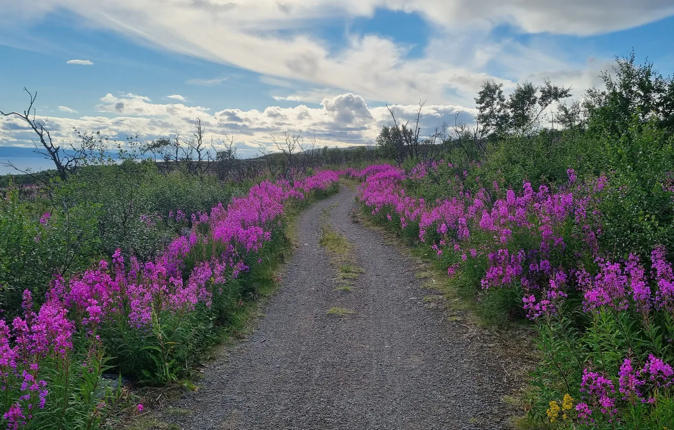 Photo wallpaper road, field, summer, clouds, flowers, the way, blue, dal