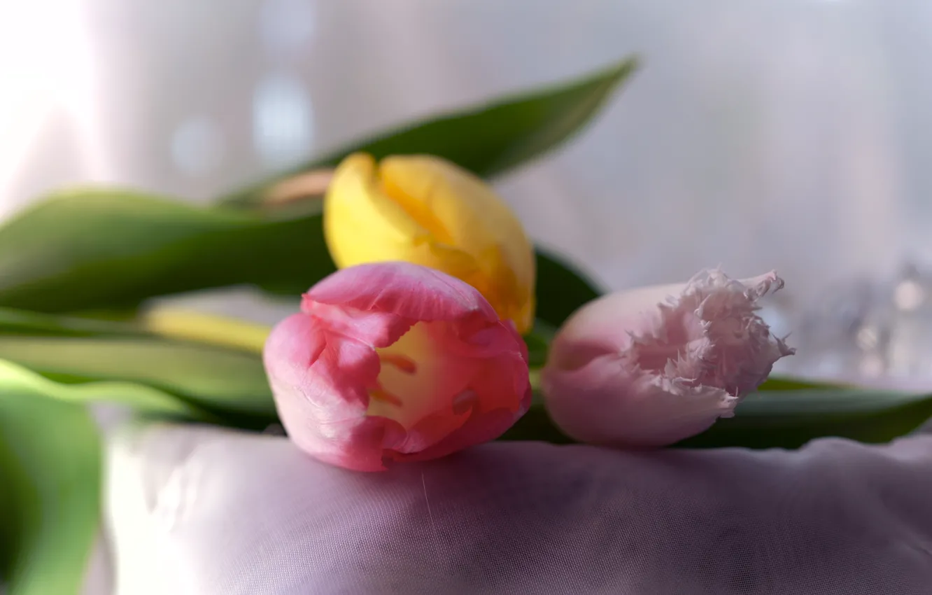 Photo wallpaper flowers, bouquet, spring, yellow, tulips, pink, light background, buds