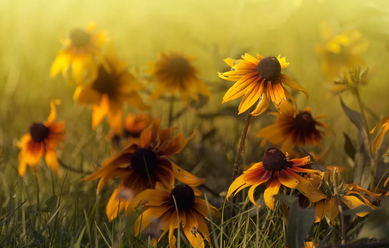 Photo wallpaper flowers, yellow, rudbeckia