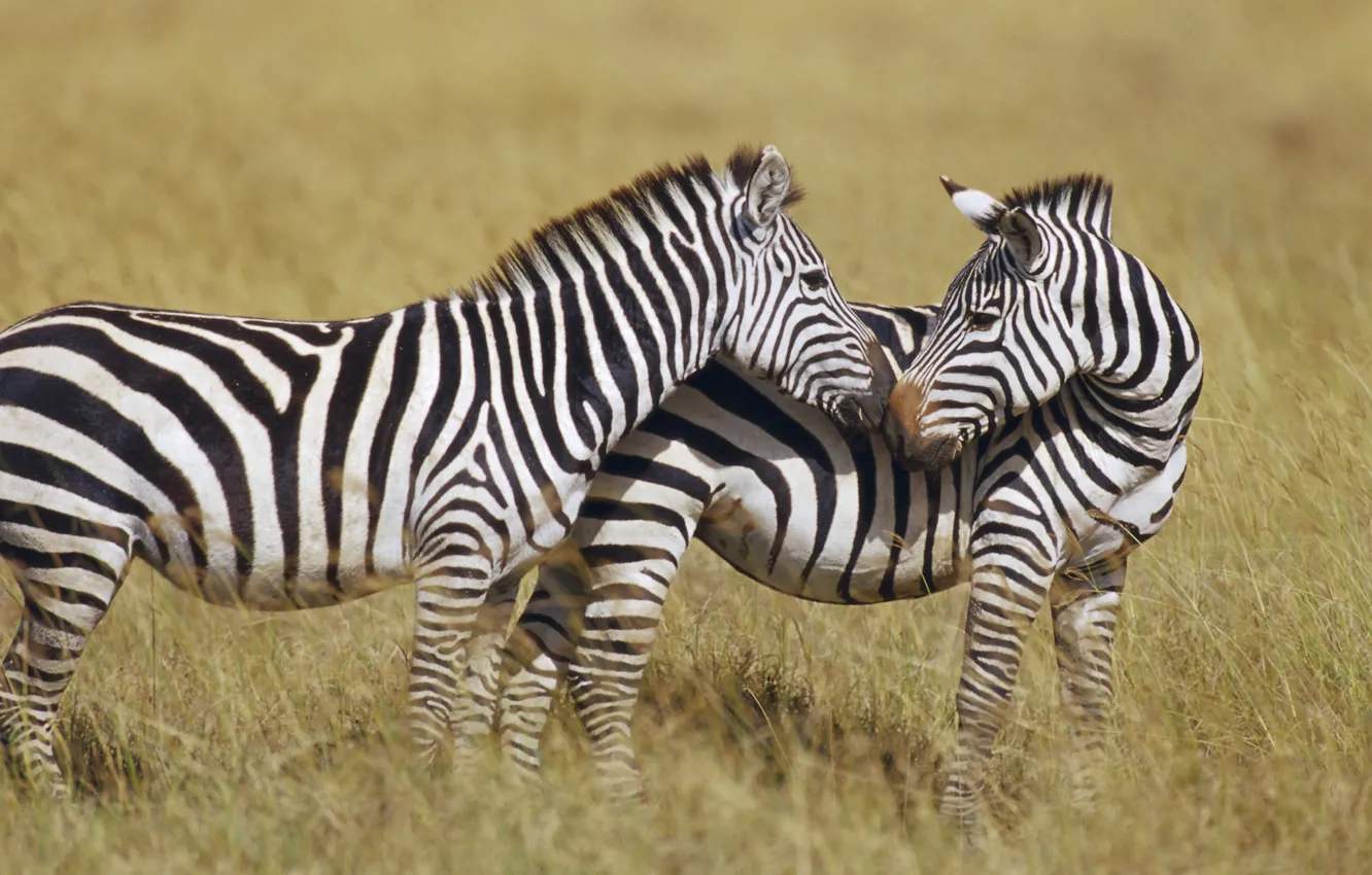 Photo wallpaper strips, Zebra