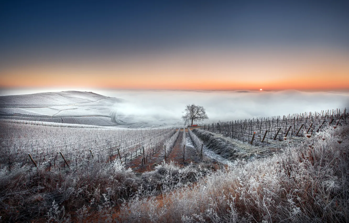 Photo wallpaper winter, frost, field, the sky, grass, snow, trees, sunset
