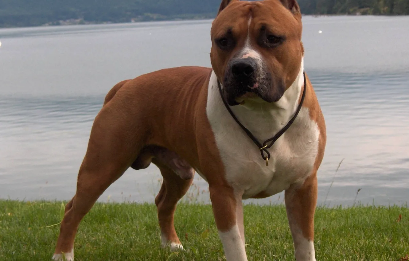 Photo wallpaper grass, forest, trees, dog, mountain, lake, amstaff, animal