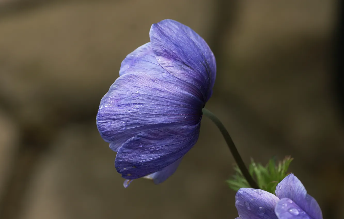 Photo wallpaper drops, Rosa, lilac, anemones