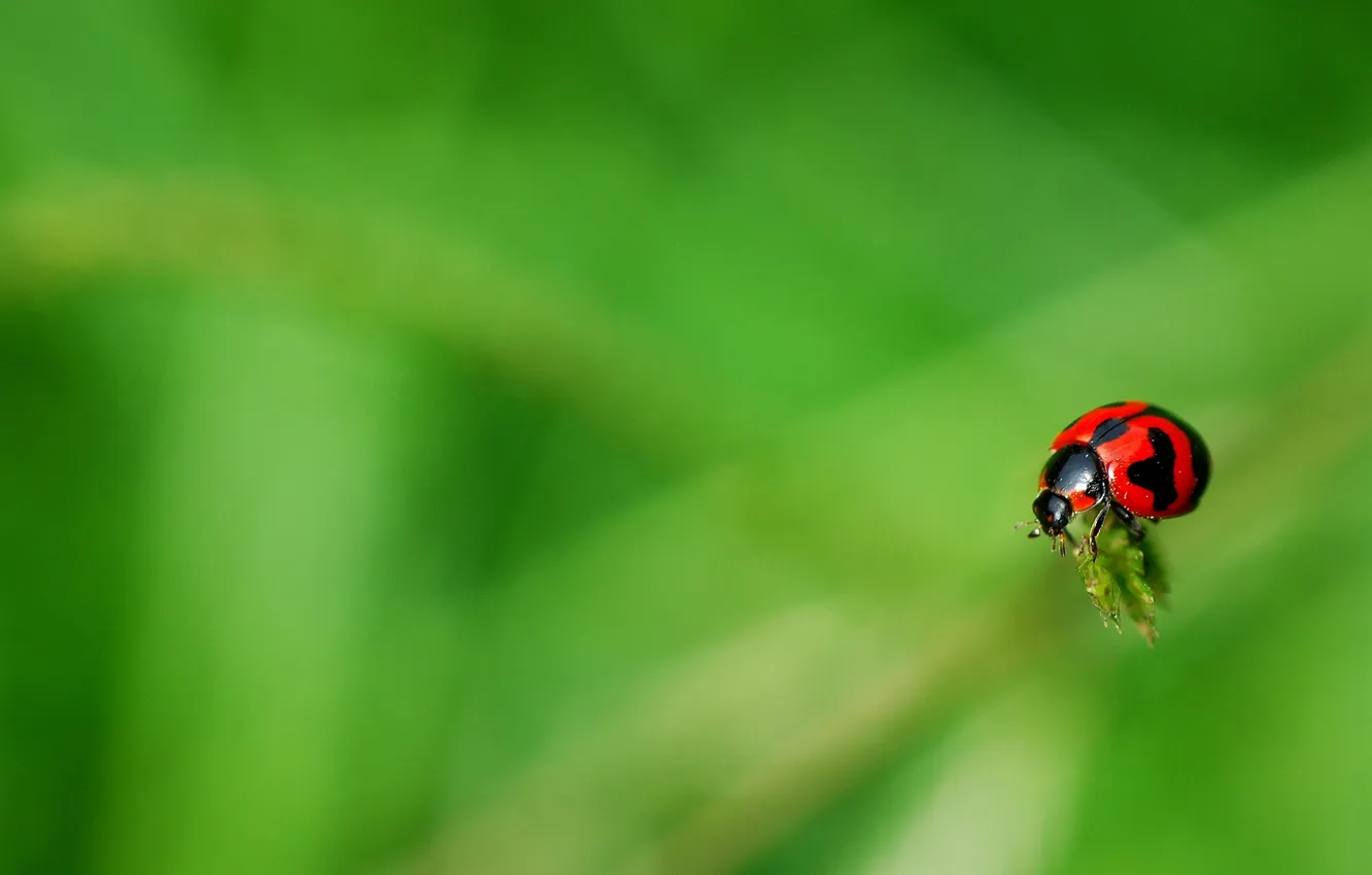 Photo wallpaper summer, background, ladybug