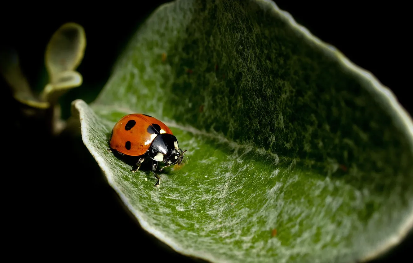 Photo wallpaper nature, background, ladybug