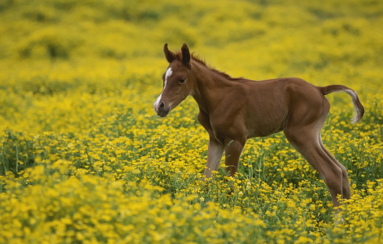 Photo wallpaper field, flowers, Horse, foal
