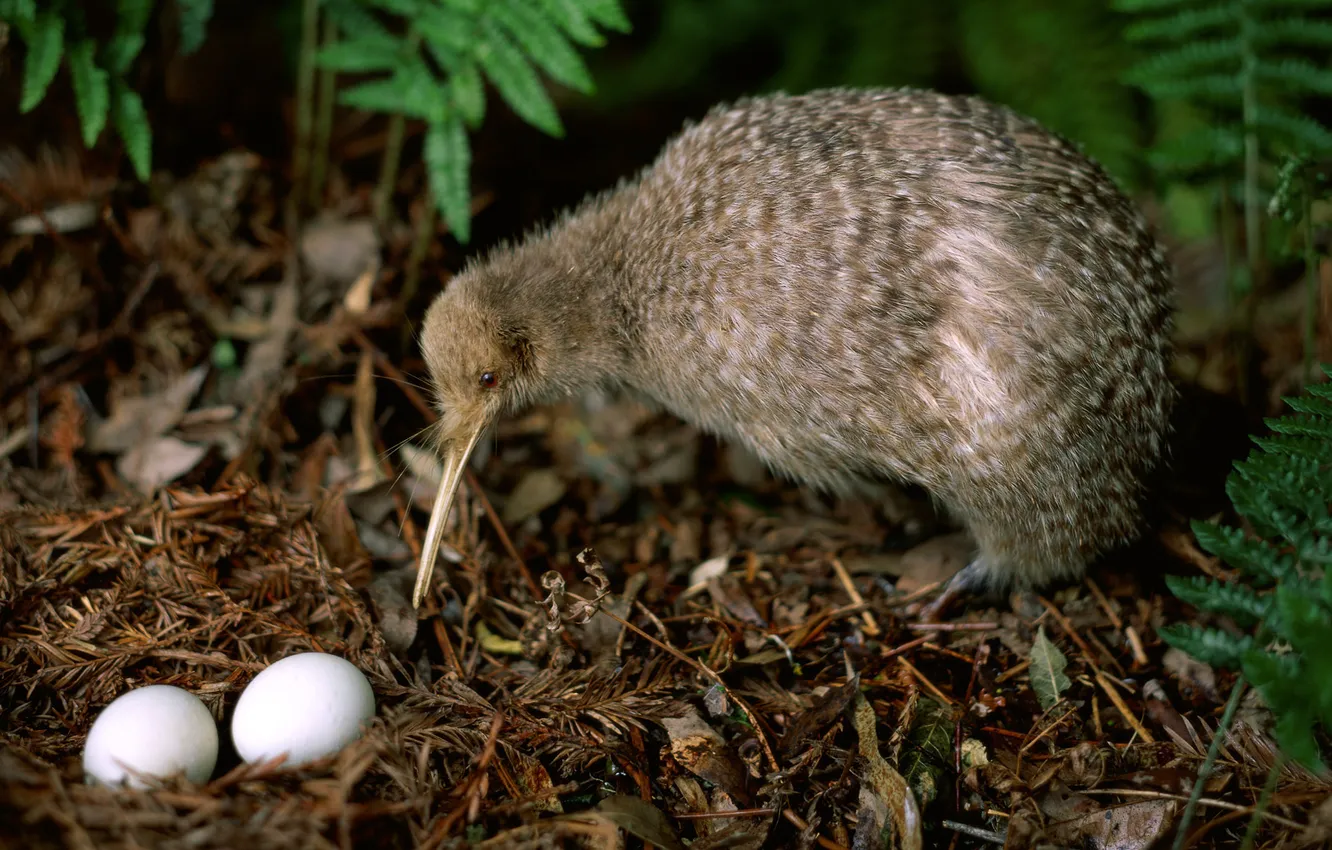 Photo wallpaper bird, eggs, kiwi, socket, kiwi, a long beak