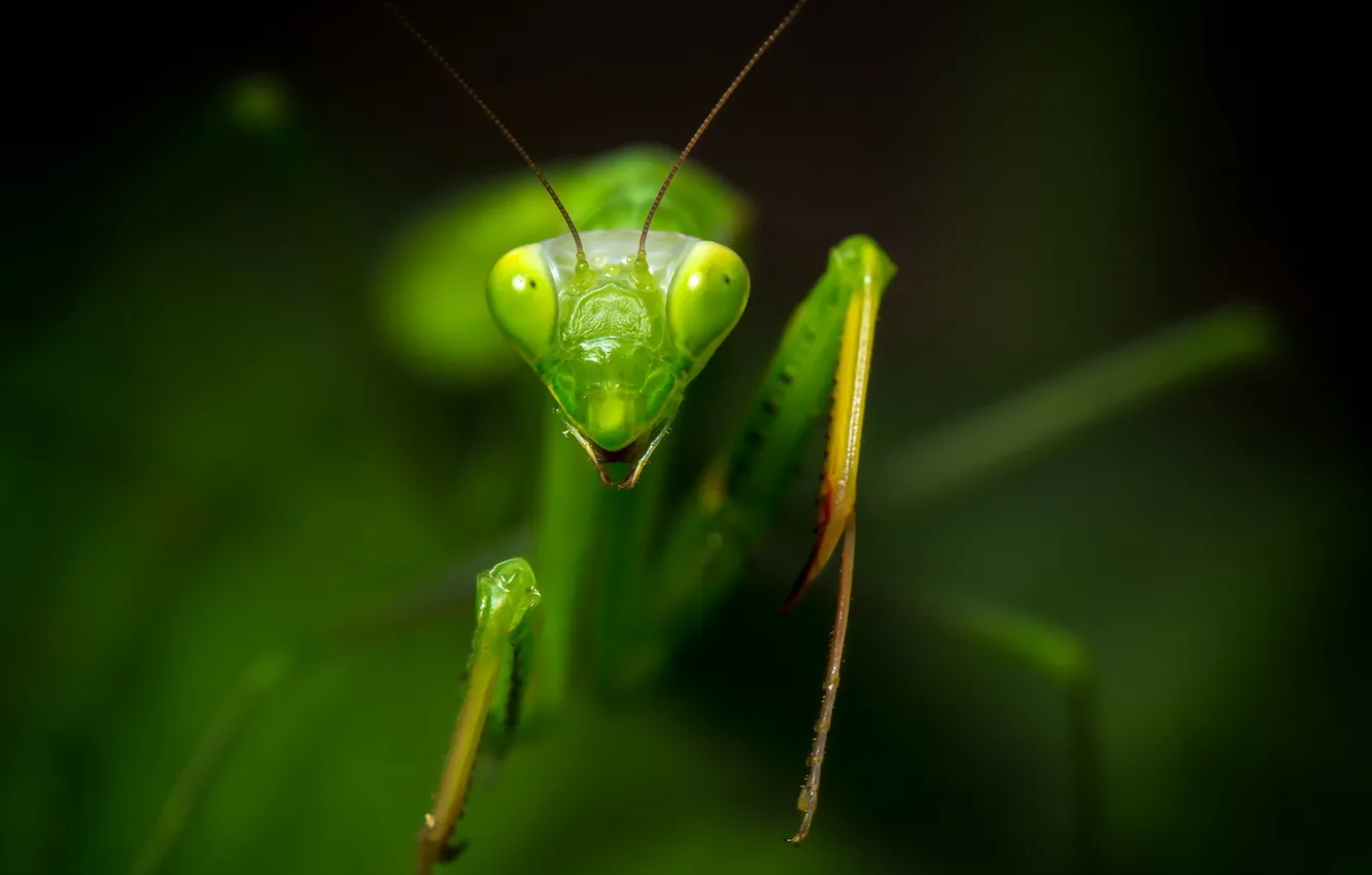Photo wallpaper macro, nature, beetle, mantis