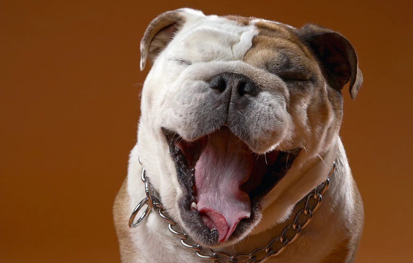 Photo wallpaper language, face, mood, chain, bulldog, collar