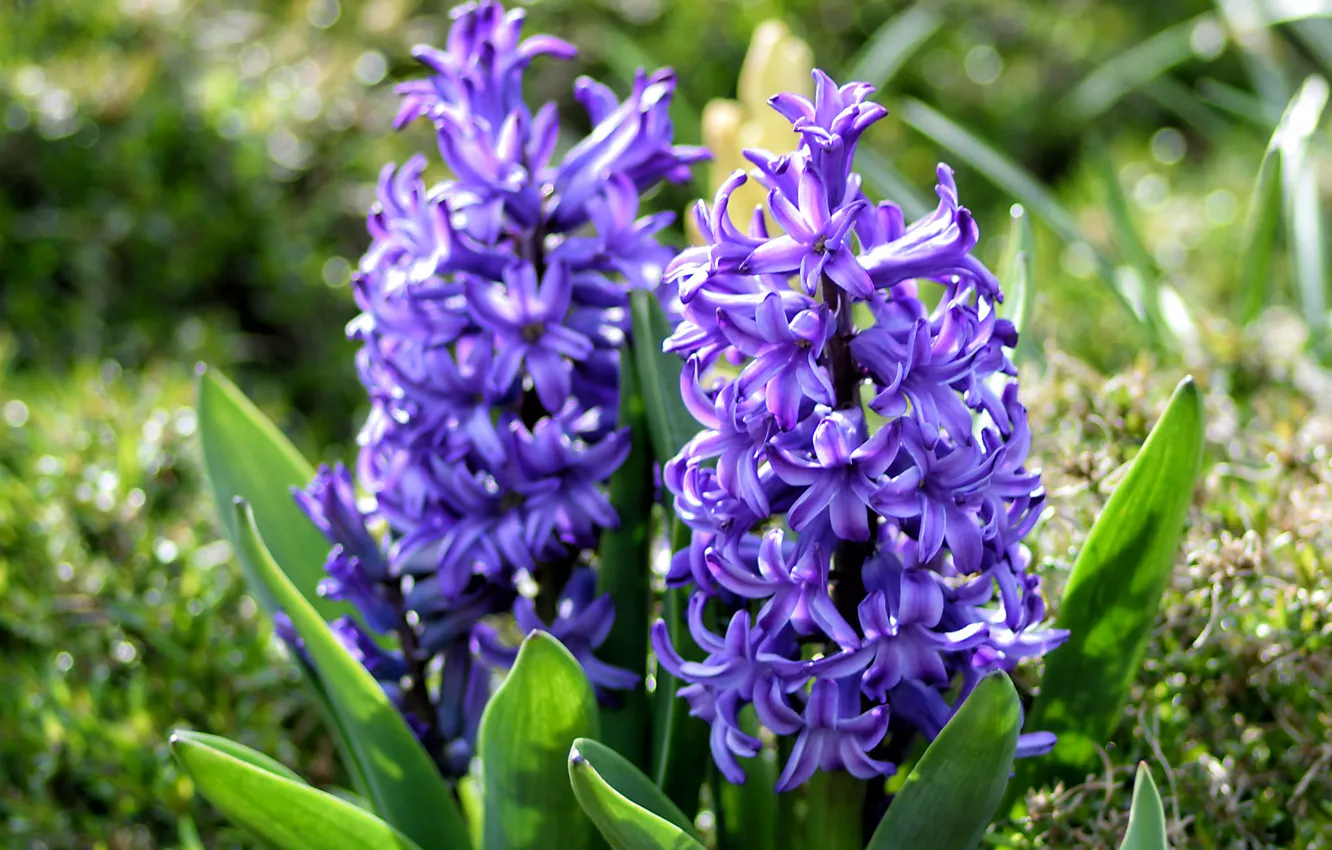Photo wallpaper purple, spring, hyacinths