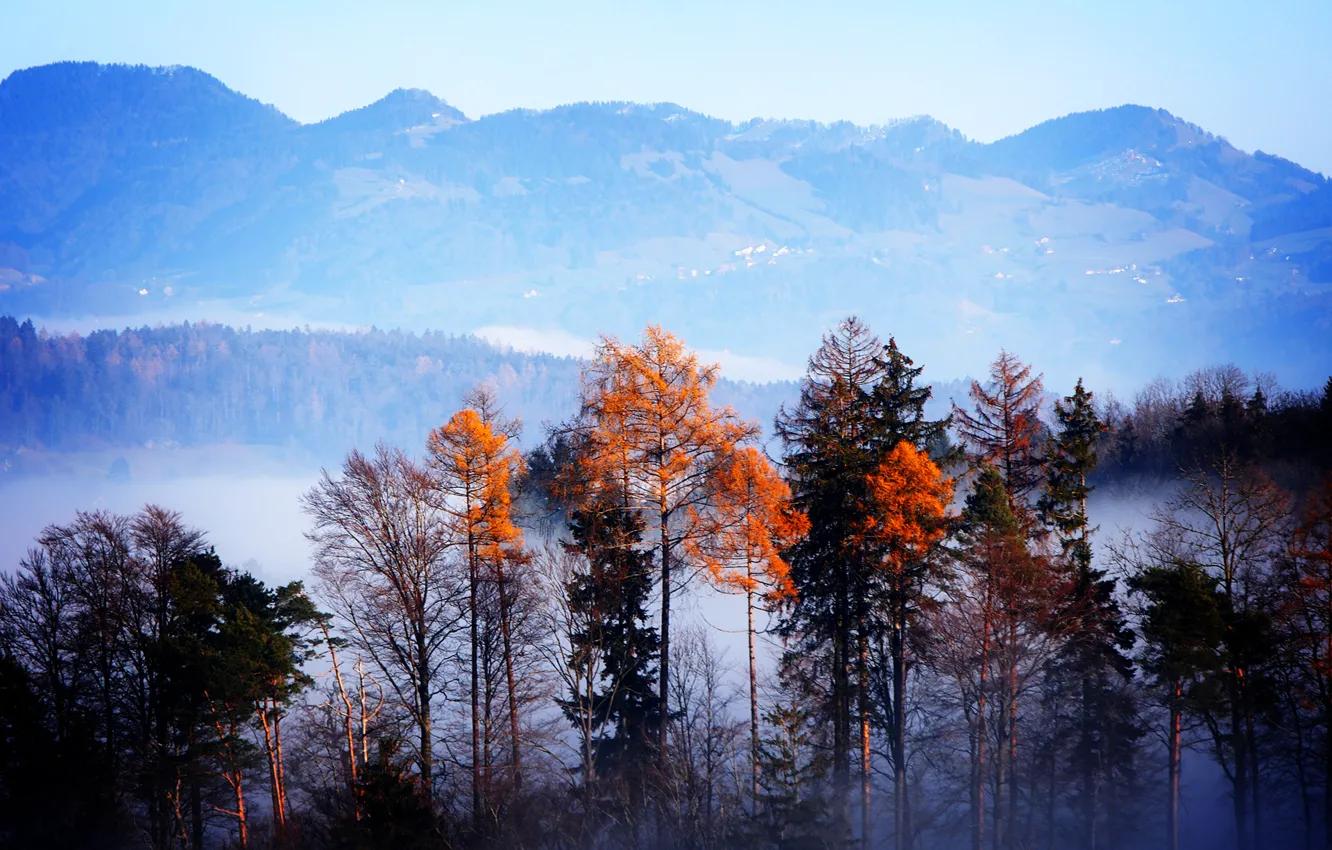 Photo wallpaper autumn, forest, trees, mountains, fog