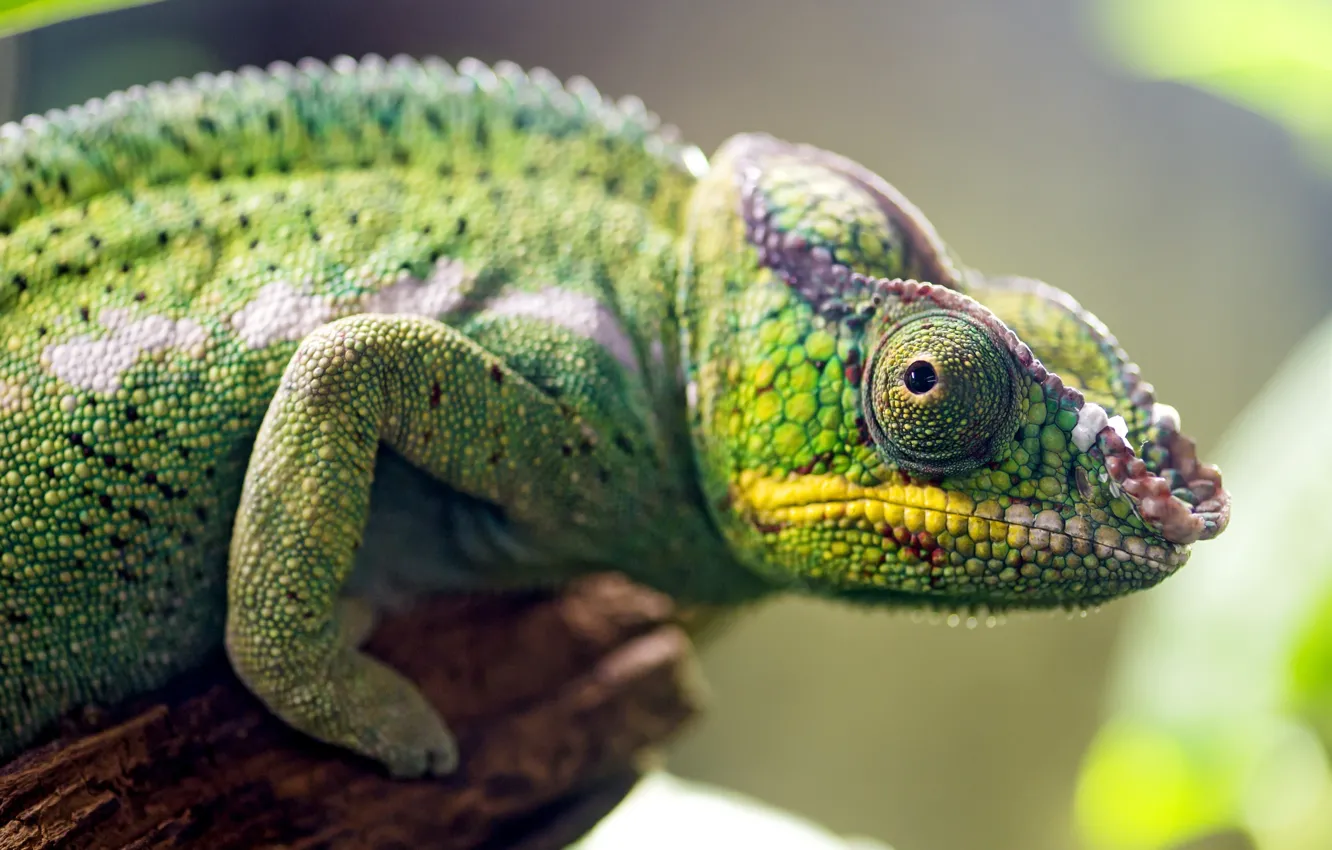 Photo wallpaper eyes, chameleon, animal