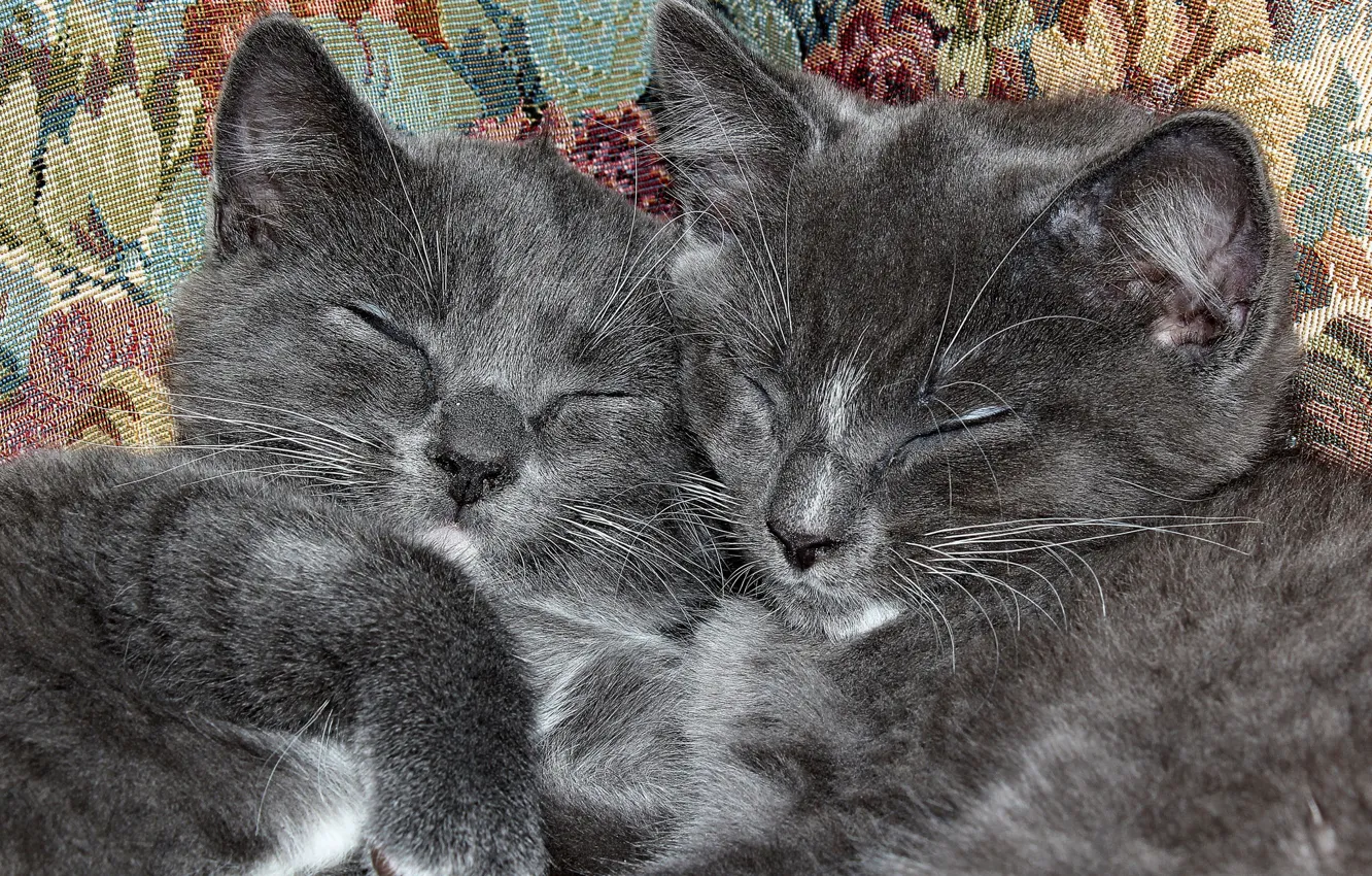 Photo wallpaper sleep, pair, kittens, seals