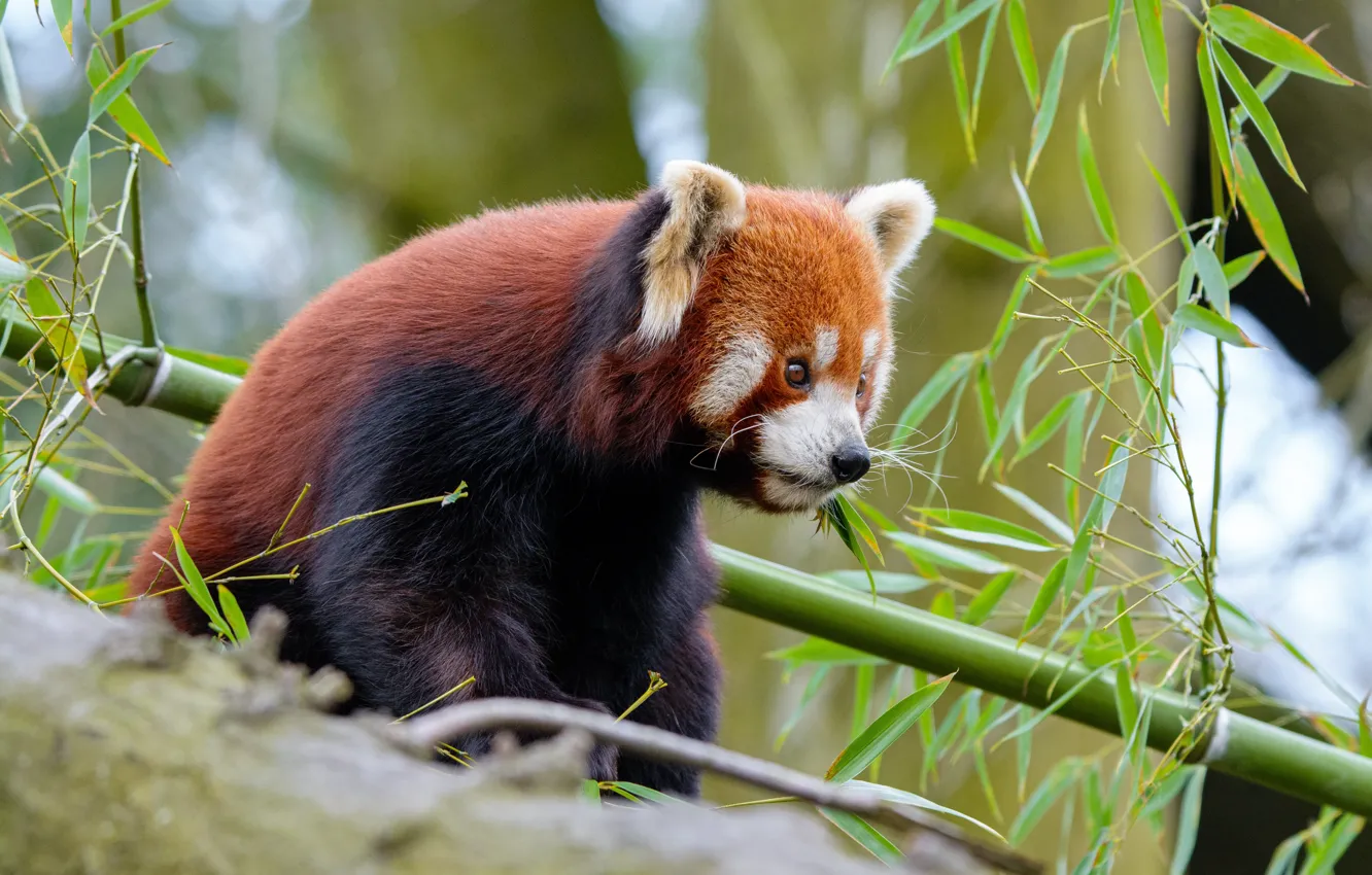 Photo wallpaper look, face, leaves, branches, tree, portrait, red Panda, sitting
