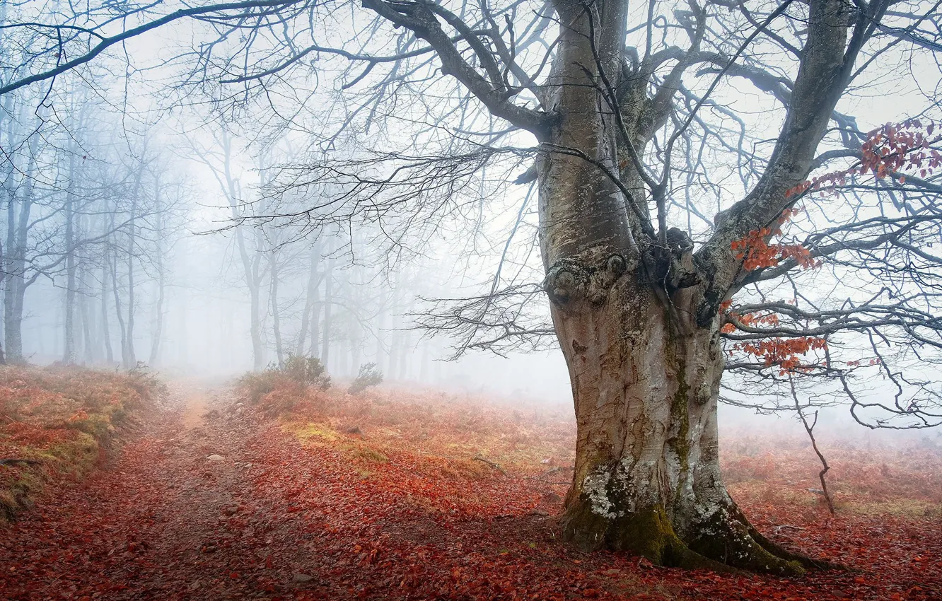 Photo wallpaper autumn, forest, trees, branches, fog, Park, foliage, morning