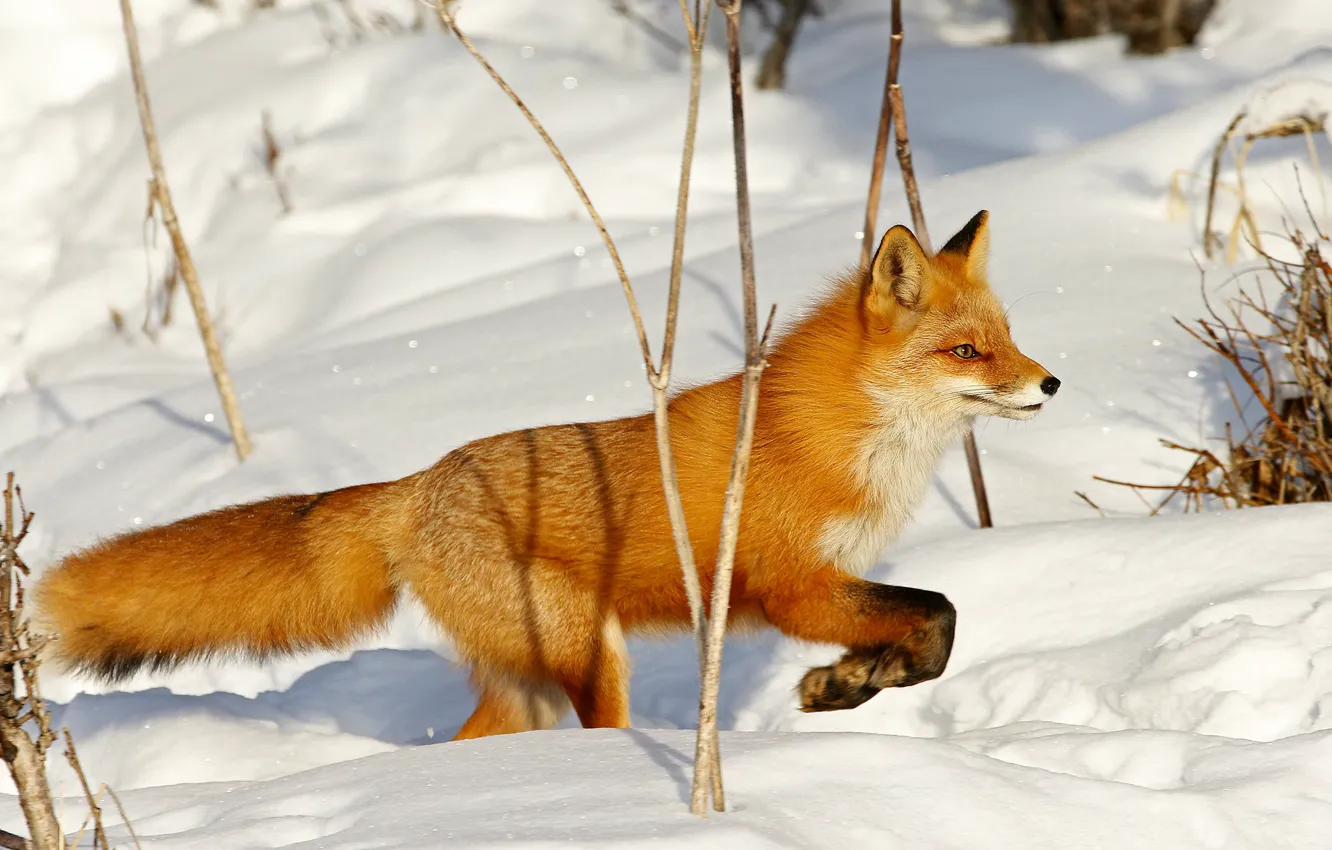 Photo wallpaper winter, snow, branches, nature, pose, paws, Fox, the snow