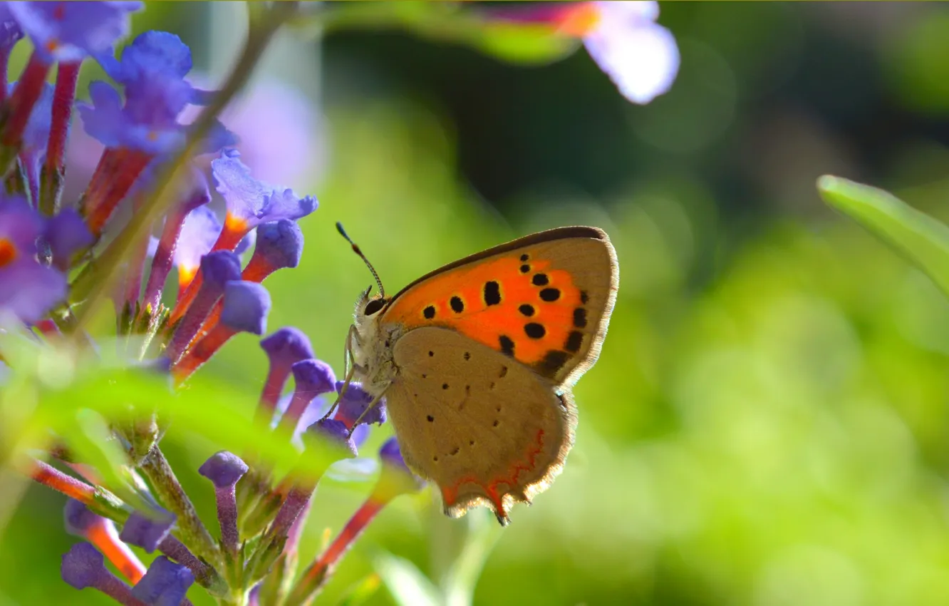 Photo wallpaper macro, butterfly, flowers, butterfly, flowers, macro, bokeh