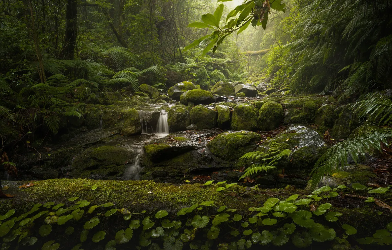 Photo wallpaper forest, trees, stream, stones, moss, Portugal, fern, Madeira