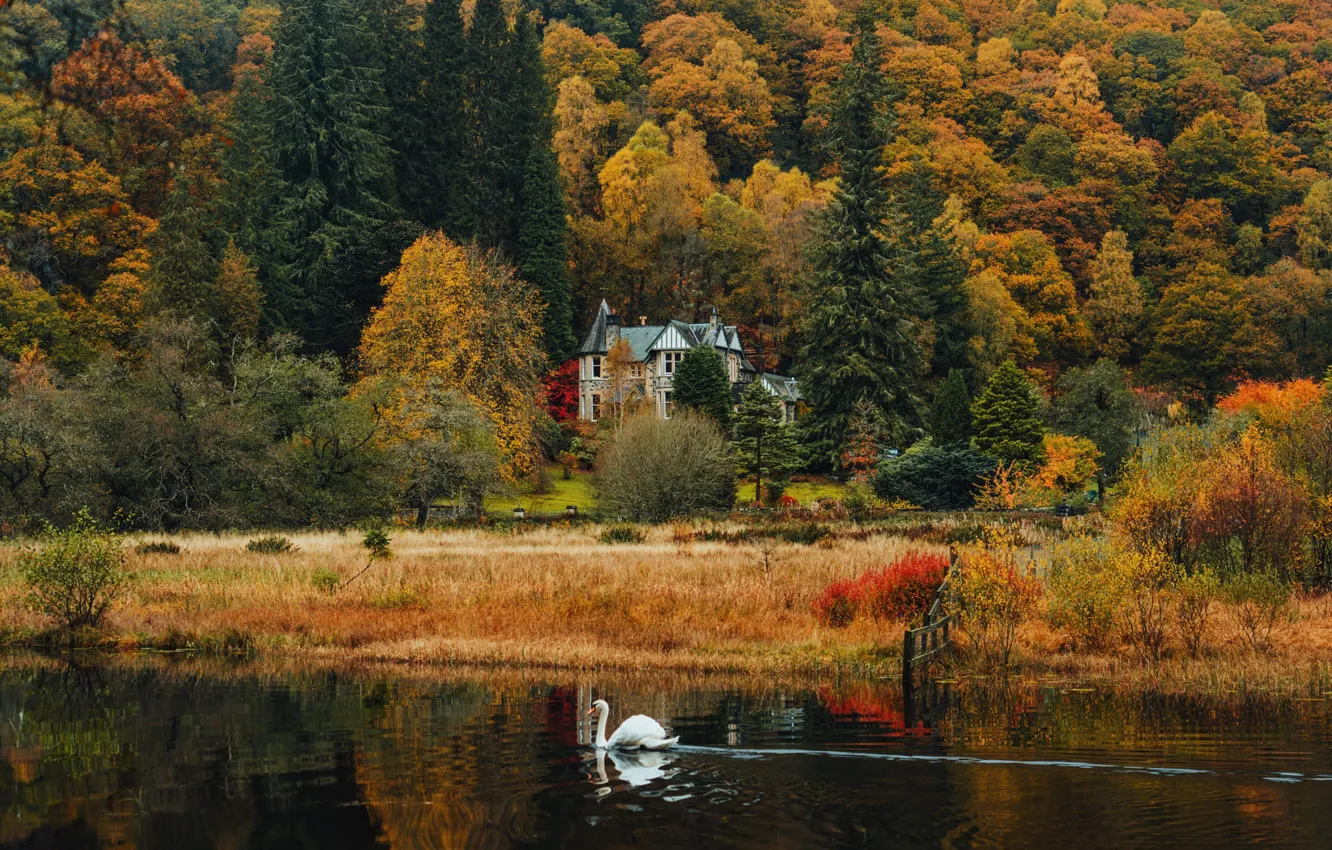 Photo wallpaper autumn, forest, lake, castle, bird, shore, home, swans